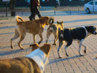 Следственный комитет заинтересовался нападениями бродячих собак в Волгодонске
