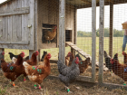 Новые обязательные правила для содержания домашней птицы вступят с 1 сентября в Волгодонске