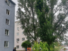 «Чертов тополь» на Маяковского кронируют после обращения в «Блокнот»