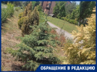 «В 40-градусную жару туи погибли»: волгодончанка обеспокоена внешним обликом города 