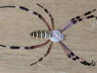 Огромные пауки-осы по воздуху расселяются в Волгодонске с помощью паутинных парашютов 
