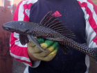  Южноамериканского экзотического плектостомуса поймал рыбак из Волгодонска в Цимлянском водохранилище 