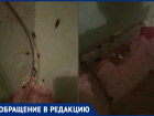  «Такое чувство, будто мы у них в гостях»: огромные тараканы заполонили подъезд на Курчатова 