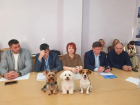 «Есть достаточно жесткие мужчины, которые возьмут ружья»: депутаты из Волгодонска о рисках регулирования численности бездомных собак