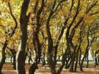 В День древонасаждения вспомним историю одной из старейших зеленых зон Волгодонска