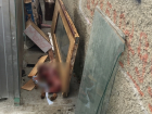 В Волгодонске содрали с лисы шкуру и бросили ее окровавленную тушку возле мусорного бака