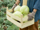 Как сохранить урожай капусты: простые секреты от гнили и увядания