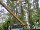 Вороньи гнезда поснимали с деревьев в одном из микрорайонов Волгодонска