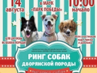 В Волгодонске в центре города десятки кошек и собак одновременно будут искать новых хозяев
