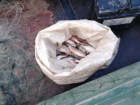 Два года тюрьмы грозит волгодонцу за незаконную добычу рыбы на 7 тысяч рублей 
