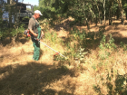 Свыше 700 кустов дикорастущей конопли были уничтожены в Волгодонске 
