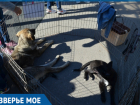 В Волгодонске состоялся фестиваль «Делай добро» по сбору помощи для бездомных животных