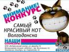 «Блокнот» предлагает выбрать самого красивого кота Волгодонска