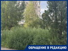 «Трава в человеческий рост!»: около дома Курчатова, 23 скоро сорняки придется вырубать топорами