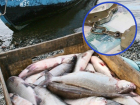 Более 300 тысяч рублей заплатят госинспекторы за вымогательство взяток с рыбодобытчиков
