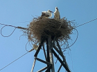Семья аистов построила гнездо на опоре ЛЭП в Волгодонске 
