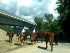 В окрестностях Волгодонска задержали быков на «Мерседесе»
