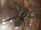 Южнорусского тарантула обнаружили волгодонцы на ступенях своего дома