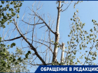 «Сухие деревья уже много лет являются угрозой для жизни детей»: волгодонцы 