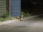 В Волгодонске голодные лисы добрались до жилых кварталов 