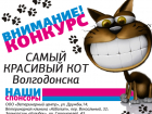 Голосование в конкурсе «Самый красивый кот Волгодонска» стартует уже в ближайшие выходные