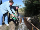 Судьбу сотен тысяч рыб-камышеедов в Цимлянском водохранилище обсудили депутаты думы