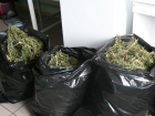 Безработный волгодонец хранил более 4 000 косяков марихуаны в гараже и на даче