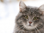 История про одного кота и верность