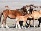 Очаровательные «шерстяные» жеребята появились на свет в табуне диких лошадей в Ростовской области на Маныче