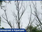 «Около трех лет наши просьбы убрать опасный сухостой игнорируют»: волгодонцы