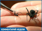 В Волгодонске нет вакцины от укусов опасного паука каракурта, - Анатолий Потехин