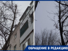 «Через пару месяцев деревья повыбивают нам окна»: волгодончанка высказала мнение об обрезке деревьев на Ленина