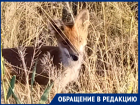 Голодная гостья ест сосиски и хлеб: в поисках еды к людям вышла лиса