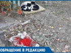 Красную икру не едят зажравшиеся уличные коты Волгодонска