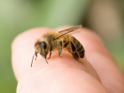 Опасное жало: помощь при укусах ос и пчел   