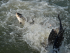 Более четырех тонн рыбы выпустили в водоем-охладитель РоАЭС