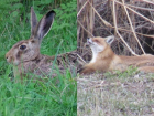 Охотники Волгодонска могут начинать охоту на зайца-русака и лисицу