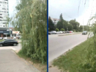 После публикации в «Блокноте» на Курчатова обрезали разросшееся дерево  