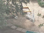 В Волгодонске среди бела дня мужчины с лопатами украли песок из детской песочницы 