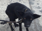 В Волгодонске семья до полусмерти избила бродячую собаку и посадила ее на цепь умирать