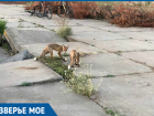 Вышедшие к людям голодные лисы в Волгодонске попали на видео 