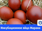 Яйца марана продают в Волгодонске по 100 рублей за шт