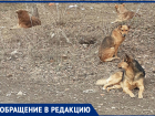 В Волгодонском районе бродячие собаки «терроризируют» местных жителей