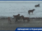 «Лохматая компания» бездомных собак пугает жителей В-9