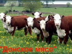 В Волгодонском районе будут разводить молодых бычков