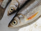Вылов вкусной «царской рыбы» из Дона могут разрешить в конце года 