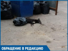 Жители Красного Яра обеспокоены массовой травлей бездомных и домашних животных