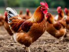 Птичий грипп: как защитить своих кур и не заболеть самим