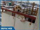 В Волгодонске в однокомнатной квартире с семью проживающими небольшого пса поселили на балконе