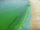 Цимлянское водохранилище достигло высшей степени позеленения 
